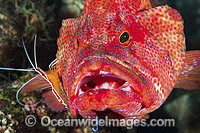 Shrimp and Wrasse cleaning Grouper Photo - Gary Bell