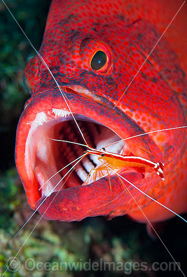 Shrimp cleaning mouth and gills of Cod photo Shrimp cleaning mouth and gills of Cod photo