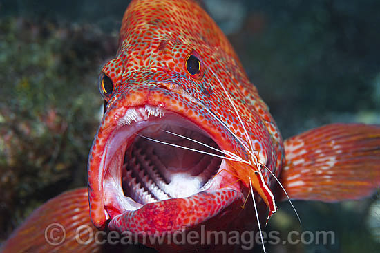 Shrimp cleaning inside mouth of Grouper photo Shrimp cleaning inside mouth of Grouper photo