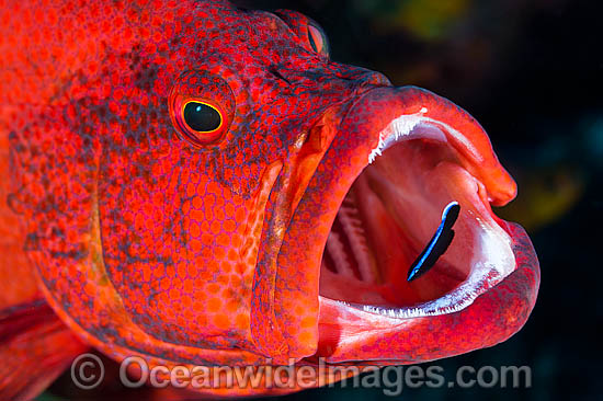 Wrasse cleaning inside fish mouth photo Wrasse cleaning inside fish mouth photo