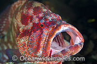 Tomato Grouper Cephalopholis sonnerati Photo - Gary Bell