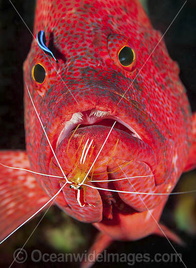 Shrimp and Wrasse cleaning Grouper photo Shrimp and Wrasse cleaning Grouper photo