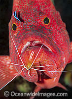 Shrimp and Wrasse cleaning Grouper Photo - Gary Bell