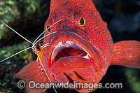 Shrimp cleaning Tomato Grouper Photo - Gary Bell