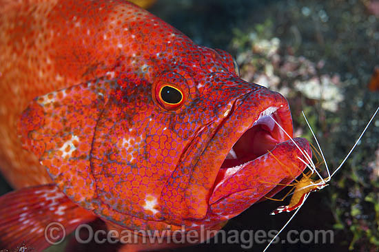 Shrimp cleaning Tomato Grouper photo Shrimp cleaning Tomato Grouper photo