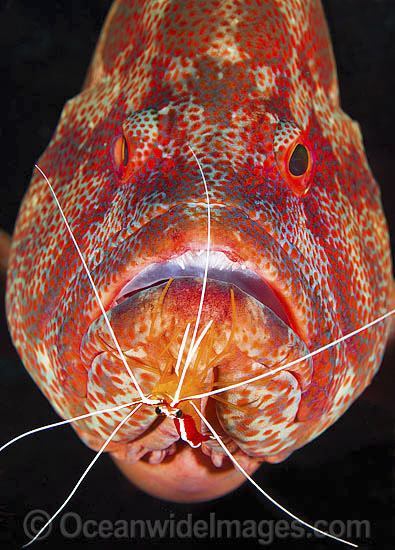 Shrimp cleaning Tomato Grouper photo Shrimp cleaning Tomato Grouper photo