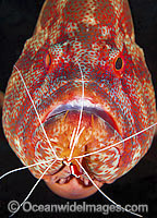 Shrimp cleaning Tomato Grouper Photo - Gary Bell