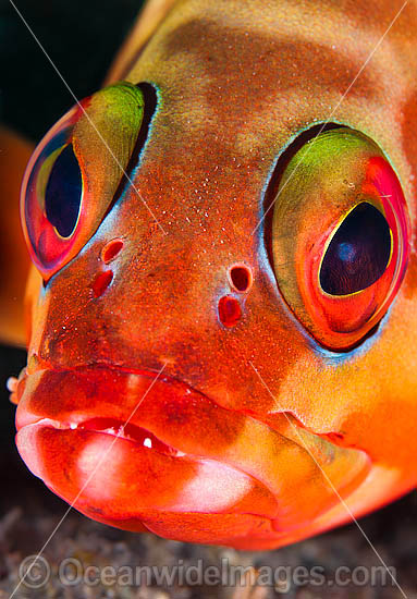 Black-tipped Grouper Epinephelus fasciatus photo