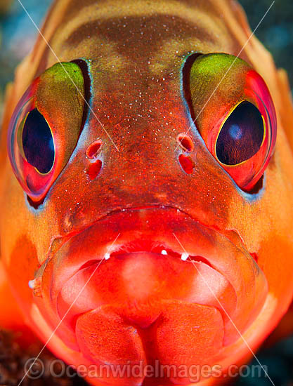 Banded Rock Cod photo Banded Rock Cod photo