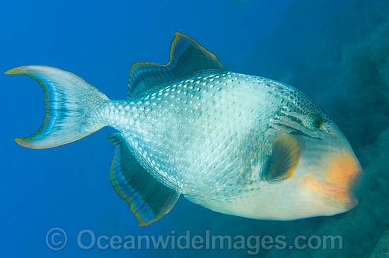 Triggerfish blowing sand in search for food photo Triggerfish blowing sand in search for food photo