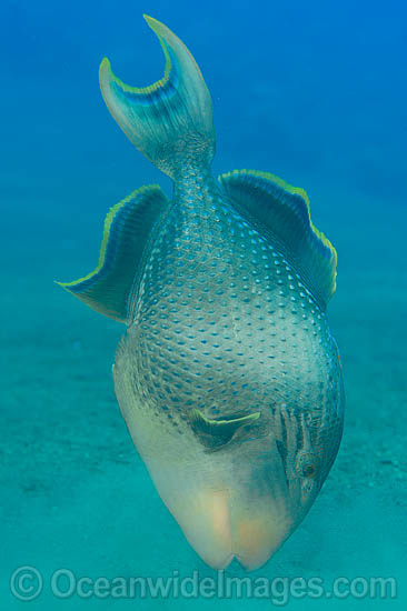 Yellow-margin Triggerfish Pseudobalistes flavimarginatus photo Yellow-margin Triggerfish Pseudobalistes flavimarginatus photo
