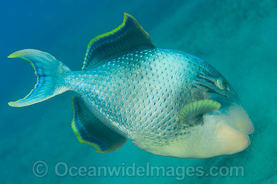 Triggerfish blowing sand in search for food photo Triggerfish blowing sand in search for food photo