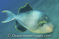 Triggerfish blowing sand in search for food Photo - Gary Bell