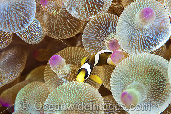 Clarks Anemonefish juvenile photo