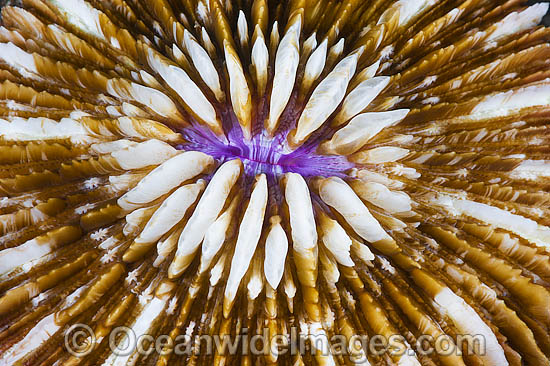 Mushroom Coral photo