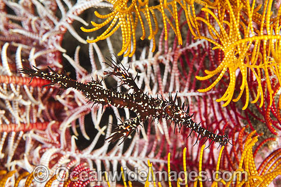 Harlequin Ghost Pipefish amongst Crinoid photo Harlequin Ghost Pipefish amongst Crinoid photo