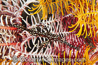 Harlequin Ghost Pipefish amongst Crinoid Photo - Gary Bell