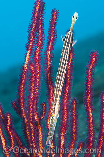 Pacific Trumpetfish in Whip Coral photo Pacific Trumpetfish in Whip Coral photo
