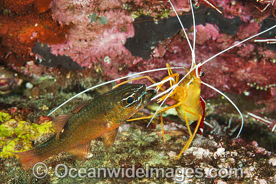 Shrimp cleaning Cardinalfish photo Shrimp cleaning Cardinalfish photo