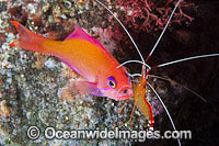 Shrimp cleaning Basslet Photo - Gary Bell