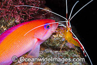 Shrimp cleaning Basslet Photo - Gary Bell