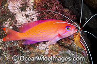 Shrimp cleaning Pink Basslet Photo - Gary Bell