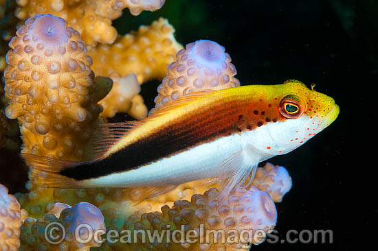 Freckled Hawkfish Paracirrhites forsteri photo