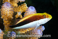 Freckled Hawkfish Paracirrhites forsteri Photo - Gary Bell