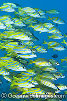 Schooling Snapper Great Barrier Reef Photo - Gary Bell