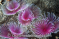 Feather Duster Tube Worm Photo - Gary Bell