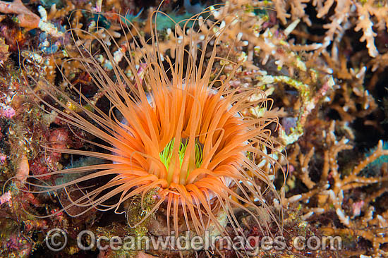 Tube Anemone Ceranthid sp. photo