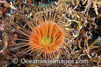 Tube Anemone Ceranthid sp. Photo - Gary Bell