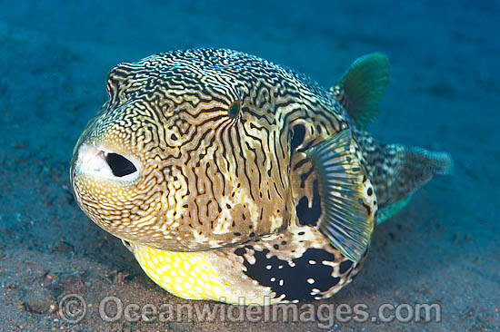 Scribbled Pufferfish Arothron mappa photo