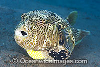 Scribbled Pufferfish Arothron mappa Photo - Gary Bell