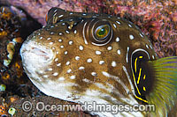Stars and Stripes Pufferfish Arothron hispidus Photo - Gary Bell