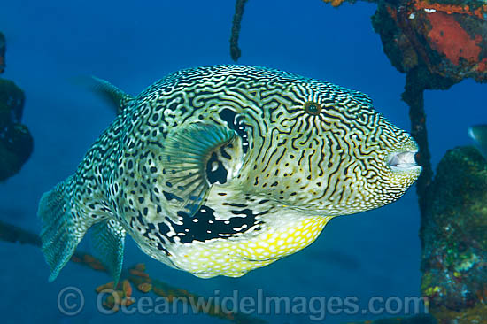 Scribbled Pufferfish Arothron mappa photo
