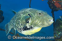 Scribbled Pufferfish Arothron mappa Photo - Gary Bell