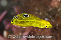 Yellow Wrasse Halichoeres chrysus Photo - Gary Bell