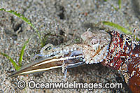 Veined Octopus in bottle with caught Catfish Photo - Gary Bell