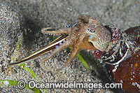 Veined Octopus in bottle with caught Catfish Photo - Gary Bell