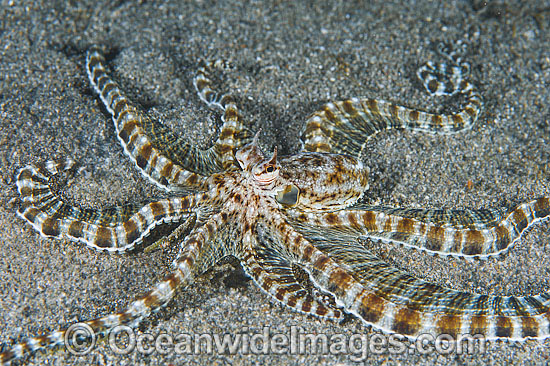 Mimic Octopus Thaumoctopus mimicus photo Mimic Octopus Thaumoctopus mimicus photo