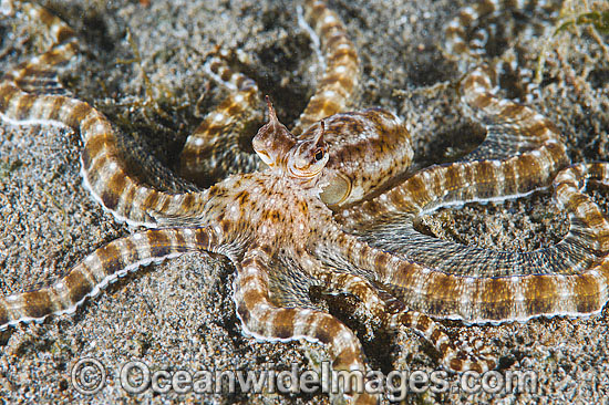 Mimic Octopus photo Mimic Octopus photo