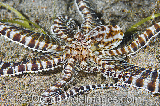 Mimic Octopus photo Mimic Octopus photo