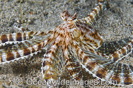 Mimic Octopus Thaumoctopus mimicus photo Mimic Octopus Thaumoctopus mimicus photo