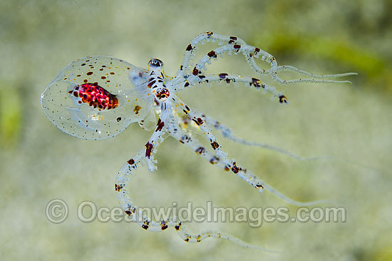 Paralarval Octopus swimming photo Paralarval Octopus swimming photo