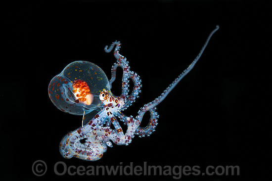 Paralarval Octopus Wunderpus or Abdopus photo Paralarval Octopus Wunderpus or Abdopus photo