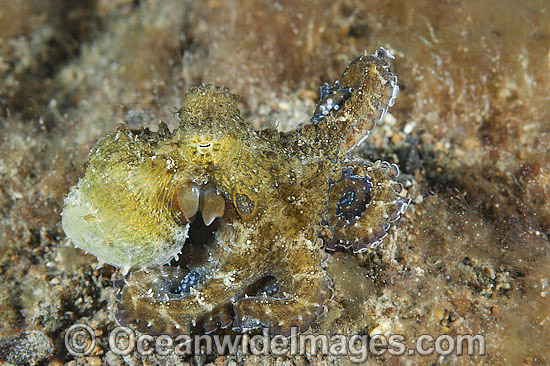 Day Octopus Octopus cyanea photo Day Octopus Octopus cyanea photo