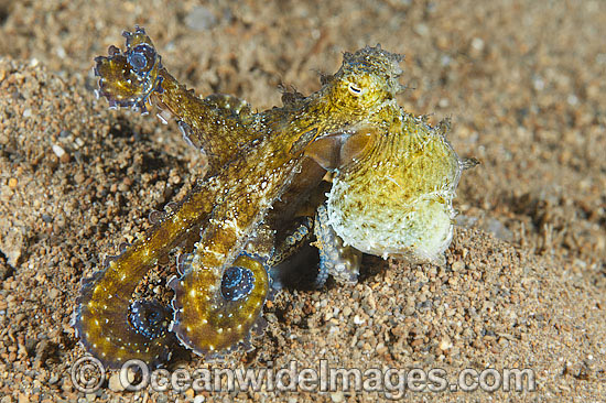 Day Octopus swimming photo Day Octopus swimming photo