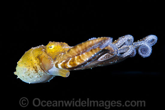Octopus using funnel to propel through water photo Octopus using funnel to propel through water photo