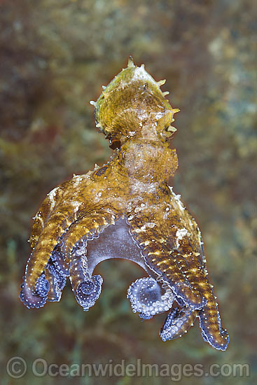 Day Octopus swimming photo Day Octopus swimming photo